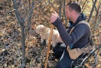 Özel eğitimli köpeklerle 112 bin hektar tarandı, yer altında 22 ton trüf mantarı tespit edildi