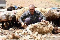 Şırnak'ta koyun kırkma mesaisi başladı