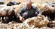 Şırnak'ta koyun kırkma mesaisi başladı