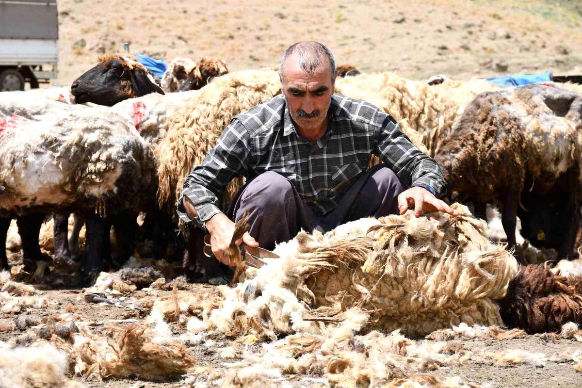 Şırnak'ta koyun kırkma mesaisi başladı
