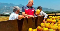 Tescilli Kırıkhan kavununda hasat devam ediyor