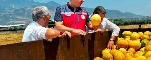 Tescilli Kırıkhan kavununda hasat devam ediyor
