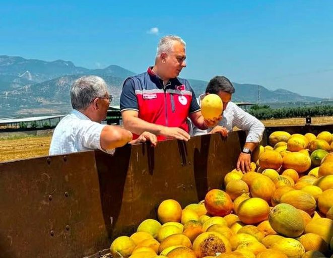 Tescilli Kırıkhan kavununda hasat devam ediyor