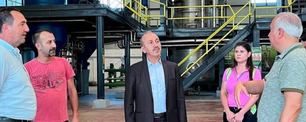 Balıkesir'de zeytin hasadı öncesi verimli sezon beklentisi