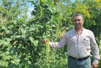 Börülce üreticisinin yüzü gülüyor - Haberler