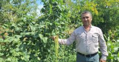 Börülce üreticisinin yüzü gülüyor - Haberler