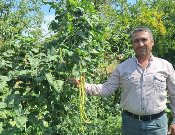 Börülce üreticisinin yüzü gülüyor - Haberler