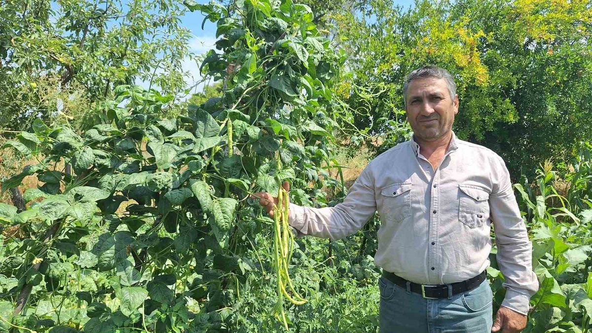 Börülce üreticisinin yüzü gülüyor - Haberler