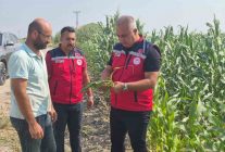 Hatay'da Mısır Hasadı Devam Ediyor: Tarım Müdürü Üreticiyi Ziyaret Etti