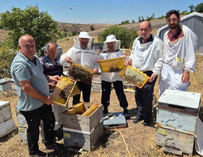 Karadeniz arı genotipinin ıslahı için çalışmalar sürüyor: Hedef daha verimli ana arı üretimi