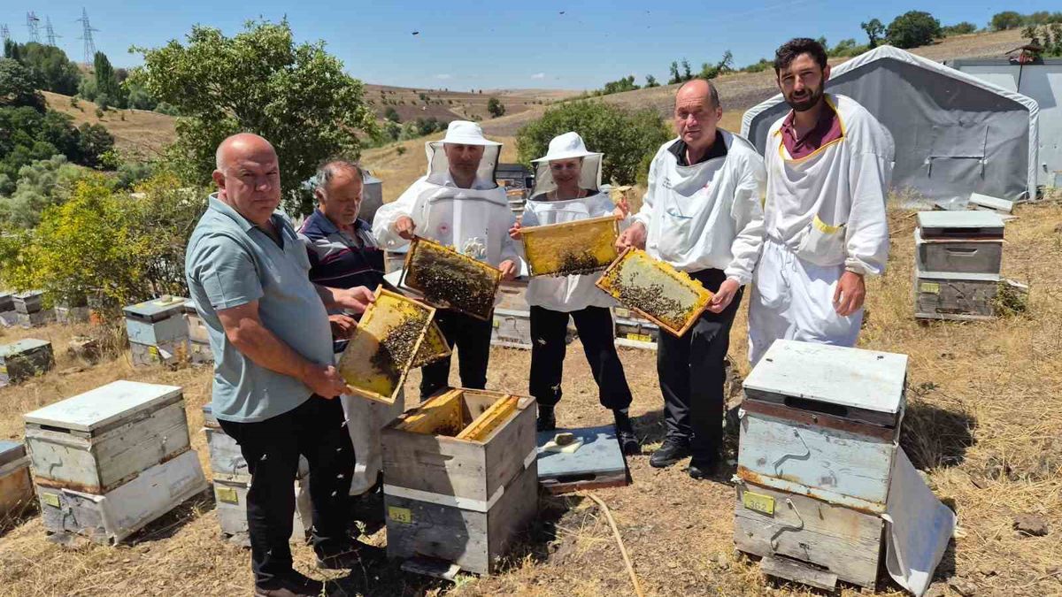 Karadeniz arı genotipinin ıslahı için çalışmalar sürüyor: Hedef daha verimli ana arı üretimi