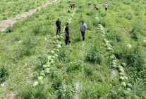 Karpuz hasadına başlayan Yozgatlı üretici: “Çiftçiliğin sürdürebilir bir tarafı kalmamış”
