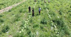 Karpuz hasadına başlayan Yozgatlı üretici: “Çiftçiliğin sürdürebilir bir tarafı kalmamış”