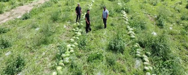 Karpuz hasadına başlayan Yozgatlı üretici: “Çiftçiliğin sürdürebilir bir tarafı kalmamış”