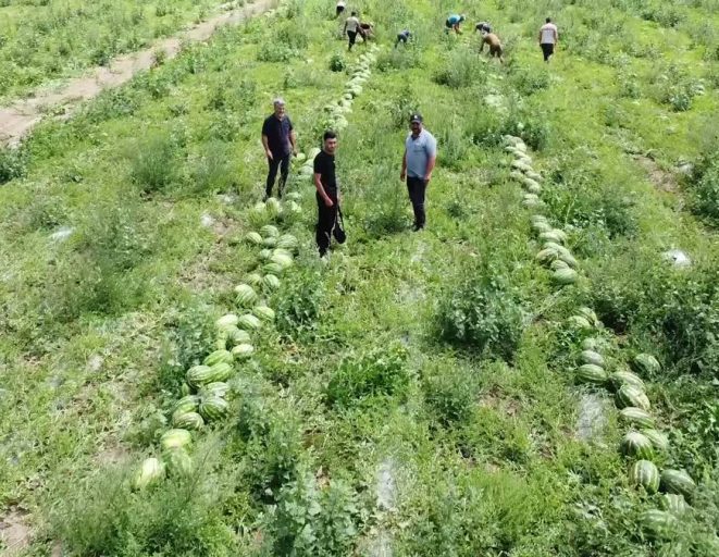 Karpuz hasadına başlayan Yozgatlı üretici: “Çiftçiliğin sürdürebilir bir tarafı kalmamış”