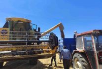 Kütahya’da yerli ve milli tohumlarda nohut hasadı gerçekleştirildi