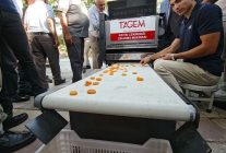Malatya'da günde 2 ton kayısı ayıklayan makine geliştirildi