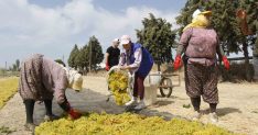 Manisa'da 2026 Tarım İşçisi Ücretleri Açıklandı: 1.450-1.750 TL