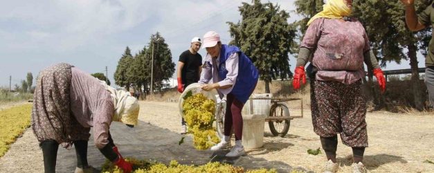 Manisa'da 2026 Tarım İşçisi Ücretleri Açıklandı: 1.450-1.750 TL