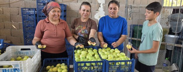 Mut'ta İncir Hasadı Başladı: 90 Bin Ton Rekolte Bekleniyor
