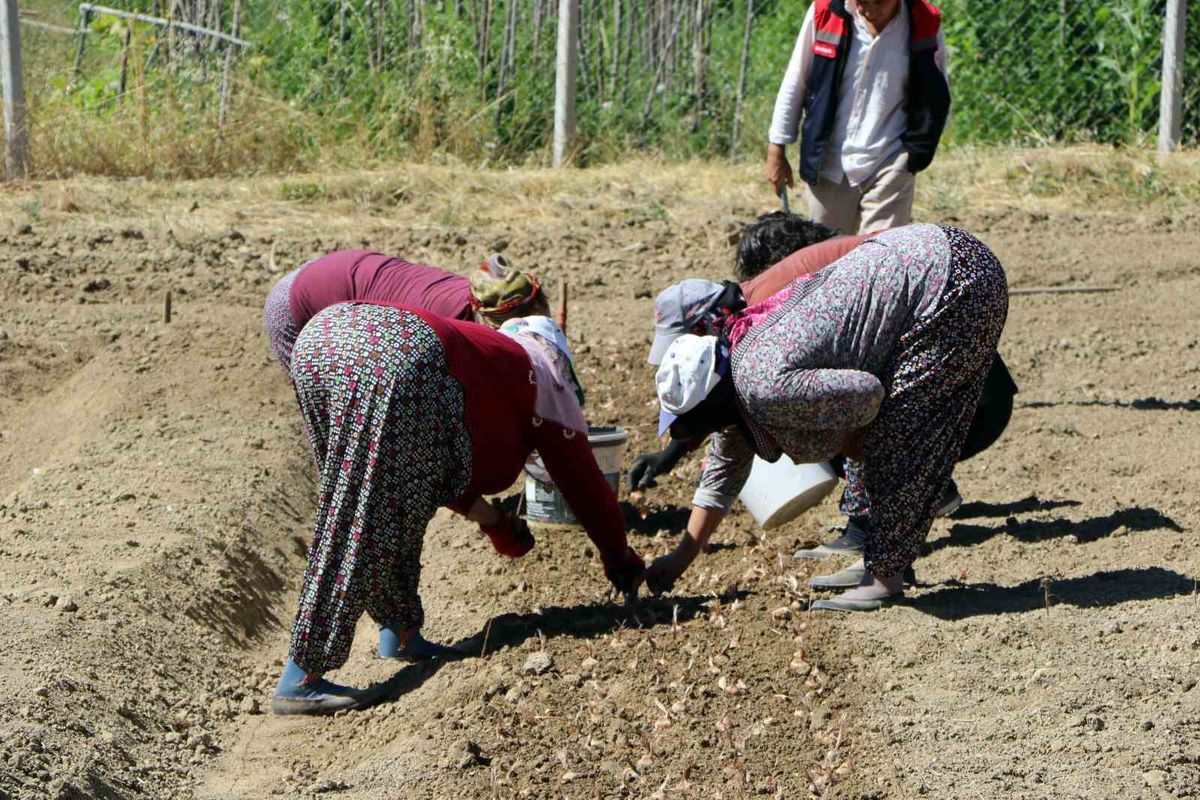 Safranbolu'da safran dikimi başladı - Haberler