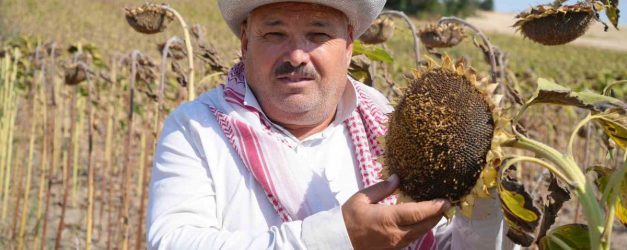 Trakya'da Ayçiçeği Hasadında Bereket - Haberler