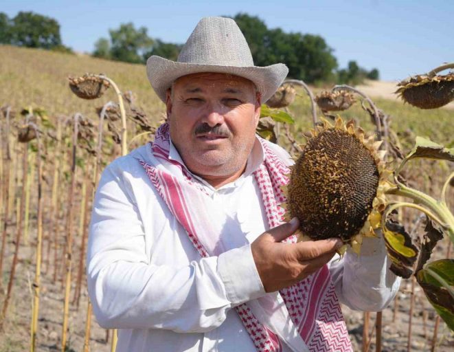 Trakya'da Ayçiçeği Hasadında Bereket - Haberler