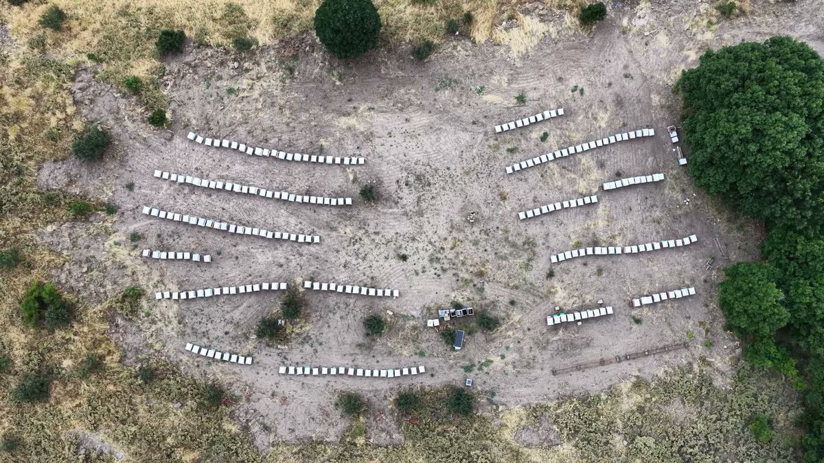 Tunceli'de Bal Sağım Sezonu Başladı: Arıcıların Emeği Sofralara Ulaşıyor