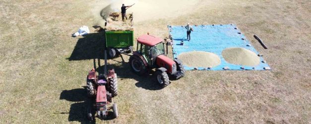 Yozgat’ta mercimek hasadının ardından patoz mesaisi başladı