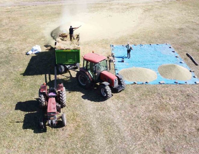 Yozgat’ta mercimek hasadının ardından patoz mesaisi başladı