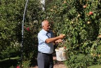 Amasya'da bu yıl yaklaşık 6 bin 500 ton misket elması rekoltesi bekleniyor