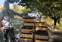 Cimin Üzümü Hasadı Başladı: Kilosu 200 TL