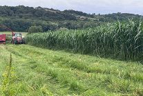 Sinop’ta maralfalfa üretiminde ilk hasat yapıldı