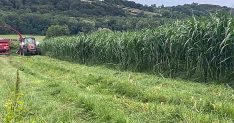 Sinop’ta maralfalfa üretiminde ilk hasat yapıldı