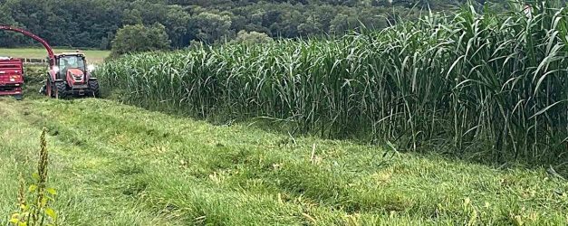 Sinop’ta maralfalfa üretiminde ilk hasat yapıldı