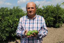 Adana'da yeni sezon Mayer limonu, yatak limonu nedeniyle beklenen fiyata ulaşamadı