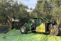Akhisar'da zeytin rekoltesi geçen yıla göre 3 kat arttı, ATSO Başkanı destek istedi