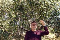 Antalya'da zeytin hasadı başladı, yüzde 40 artışla 70 bin ton üretim bekleniyor