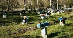 Bartın'da arılı kovan desteği başvuruları 30 Ekim'de sona eriyor