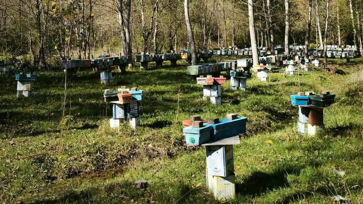 Bartın'da arılı kovan desteği başvuruları 30 Ekim'de sona eriyor