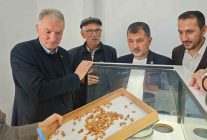 Düzce'de AK Parti heyeti ve TMO yöneticileri fındık alımını yerinde inceledi