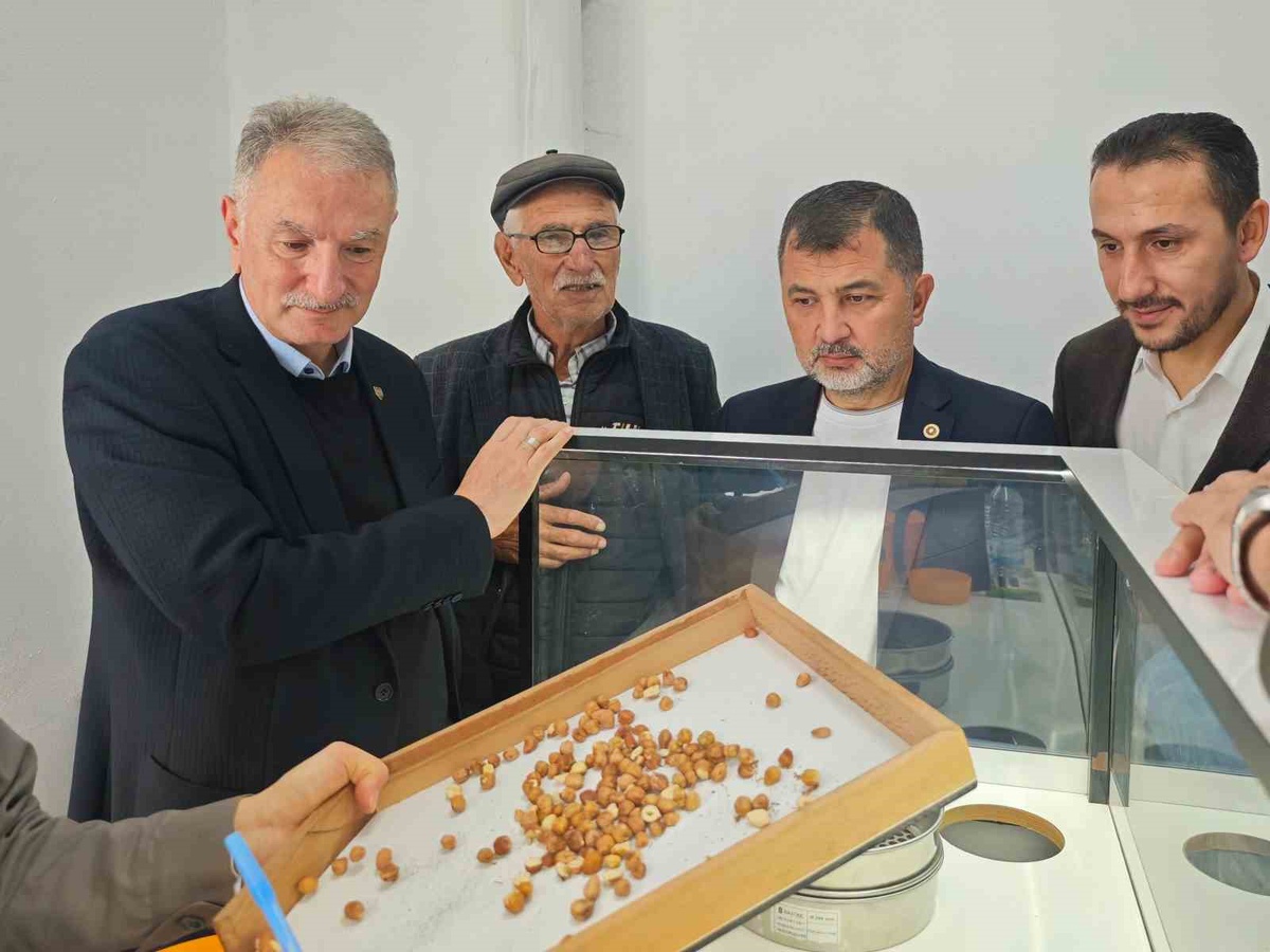 Düzce'de AK Parti heyeti ve TMO yöneticileri fındık alımını yerinde inceledi