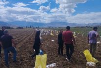 Erzincan Tercan'da patates hasadı başladı, üreticiler kışlık patatesleri hasat ediyor