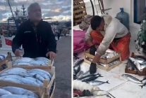 Karadeniz bereketi tezgaha vurdu! Palamut 50 liraya kadar düştü