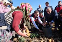 Niğde Konaklı'da yerli patates hasadında dekara 4,5-5 ton verim elde edildi